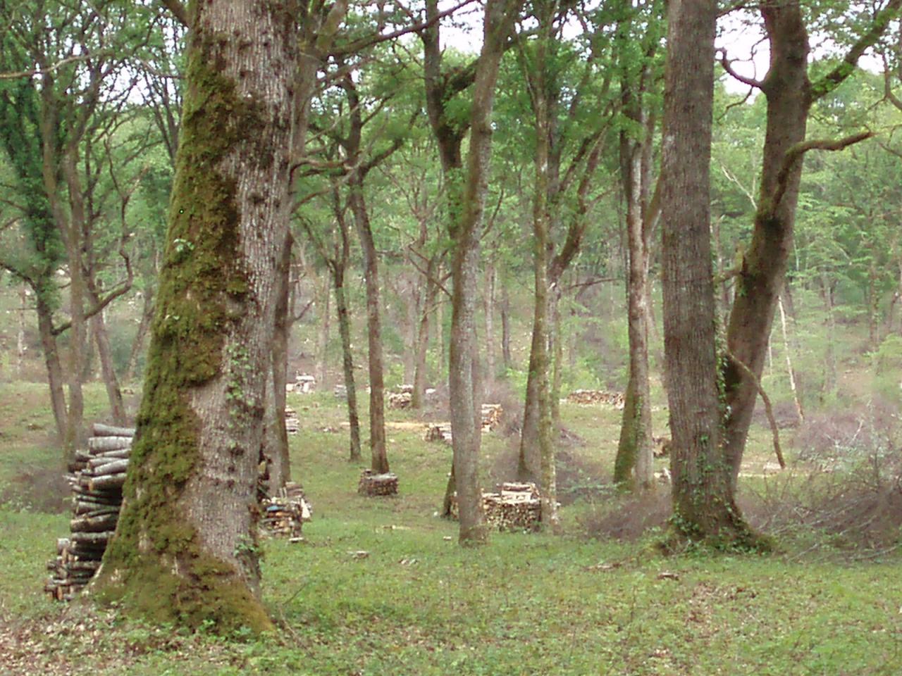 La forêt autour de Liesle