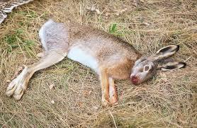 Stock photo the dead hare on the