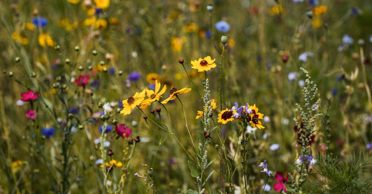 Un champ de fleursetg0bu